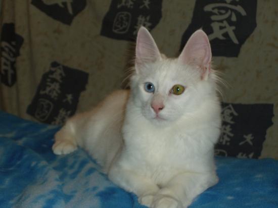 ANTIOCH CELENTANI-Grand Champion International & Grand Champion USA (TICA)