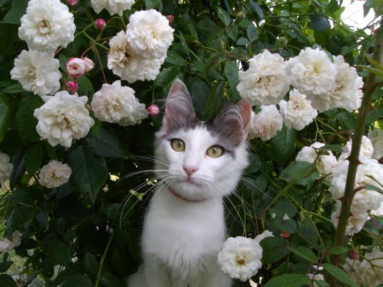 Lilly l'été