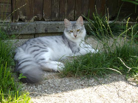 FOLIE A DEUX D ICE PRINCESS dite chatounette