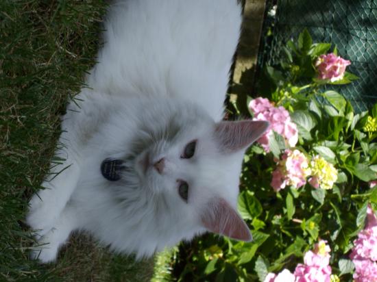 Reine des neiges dite Soury