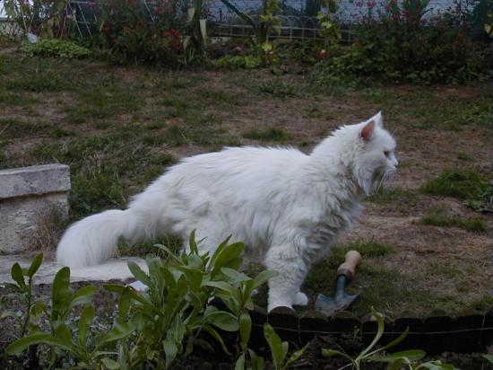 DEESSE DES CAT KETTY  (Grande Championne Internationale)