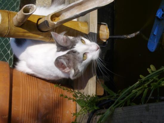LILLY ET SES POISSONS